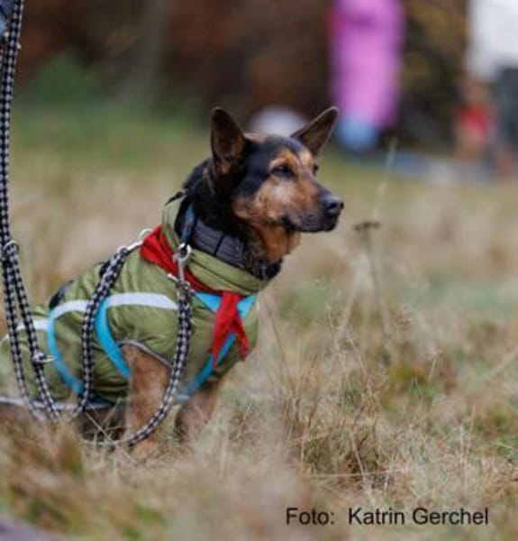 Tulma1 sucht ein Zuhause/Pflegestelle