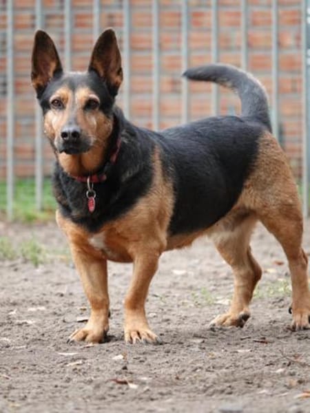 Tulma1 sucht ein Zuhause/Pflegestelle