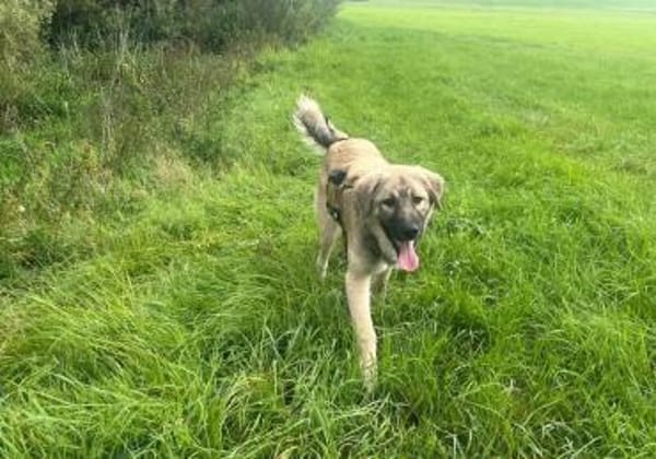 Pango sucht ein schönes Zuhause