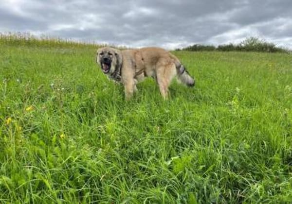 Pango sucht ein schönes Zuhause