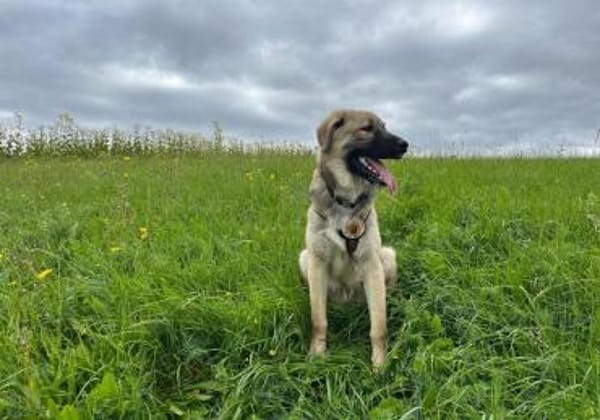 Pango sucht ein schönes Zuhause
