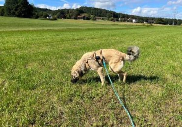 Pango sucht ein schönes Zuhause