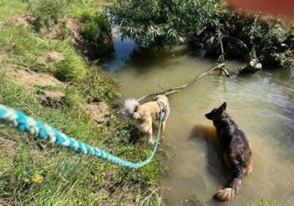 Pango sucht ein schönes Zuhause