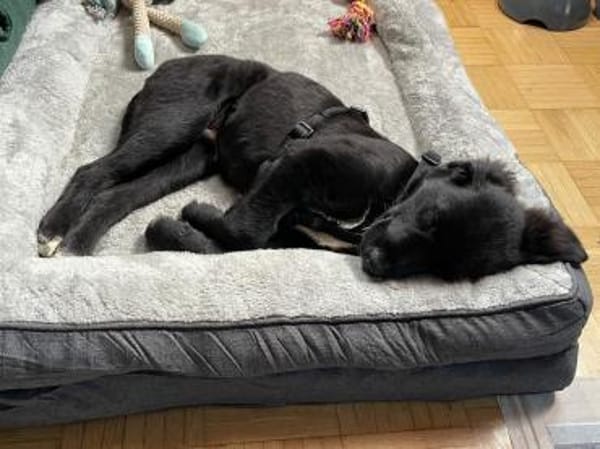 Barney auf PS in 78532 Tuttlingen