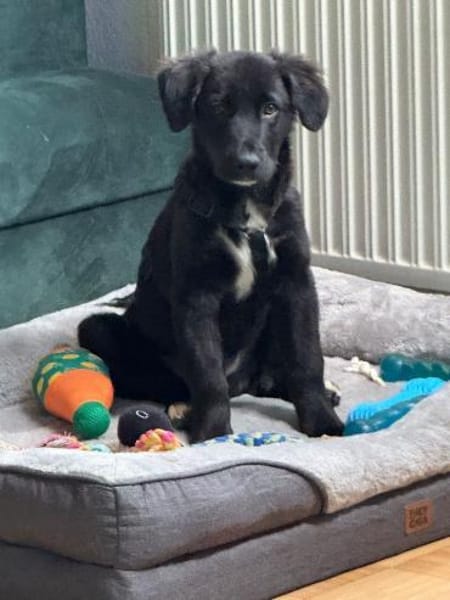 Barney auf PS in 78532 Tuttlingen