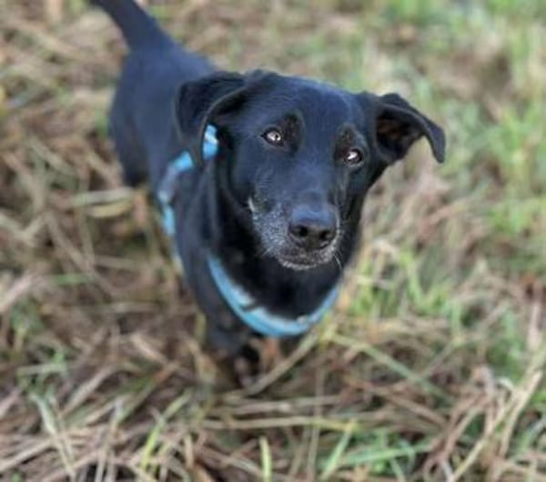 Tyson -umgänglicher kl Alltagsbegleiter