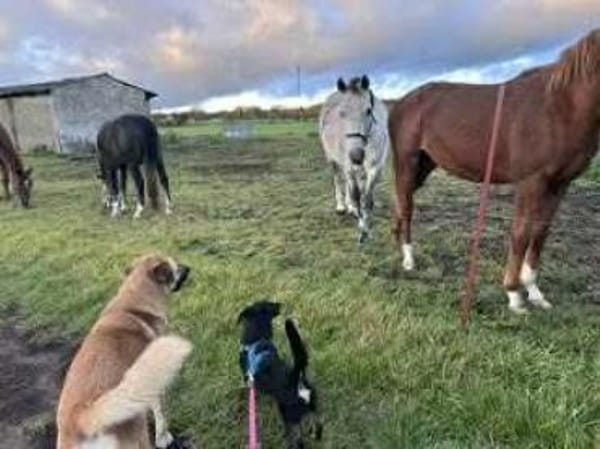 Tyson -umgänglicher kl Alltagsbegleiter