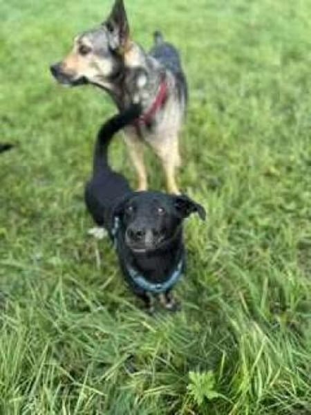 Tyson -umgänglicher kl Alltagsbegleiter