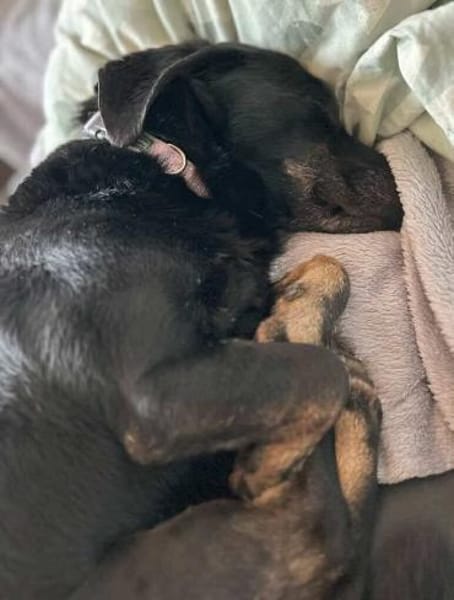 Tyson -umgänglicher kl Alltagsbegleiter