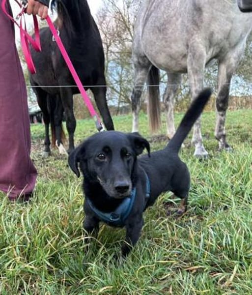 Tyson -umgänglicher kl Alltagsbegleiter