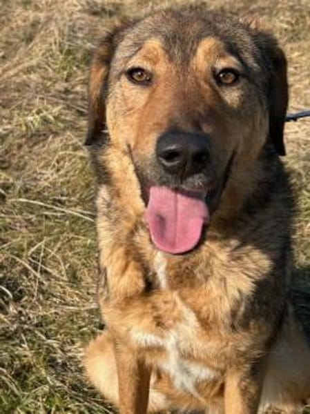 Juni - intelligent u. aufgeweckt