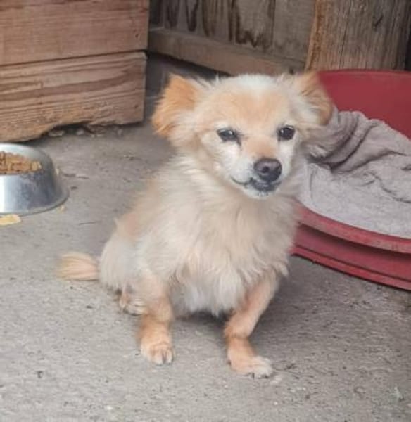 Süßer freundlicher Archie sucht zu Hause