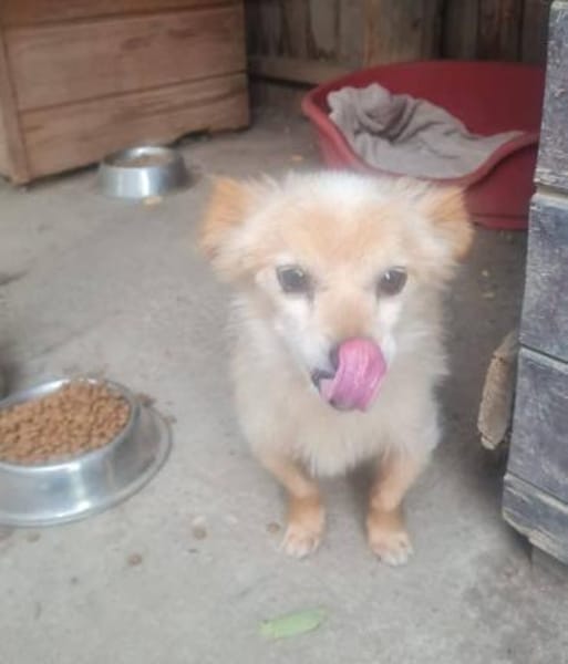 Süßer freundlicher Archie sucht zu Hause