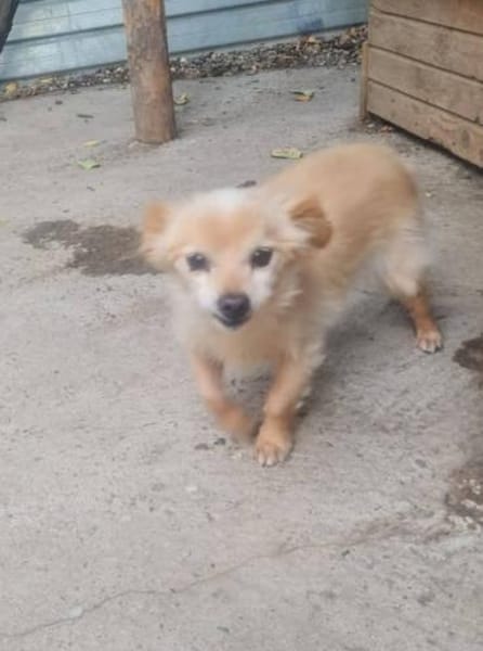 Süßer freundlicher Archie sucht zu Hause