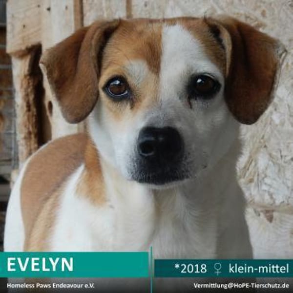 EVELYN - 2018 auf PS in 02633 Dretschen