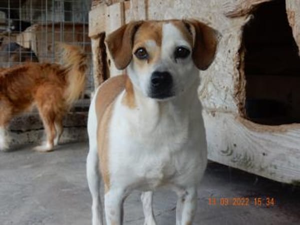 EVELYN - 2018 auf PS in 02633 Dretschen