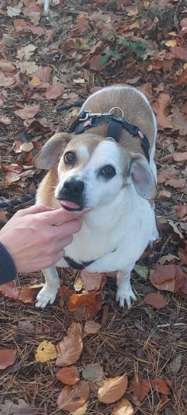 EVELYN - 2018 auf PS in 02633 Dretschen