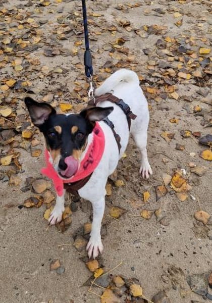 In Düsseldorf wartet Jack Russel Hündin!