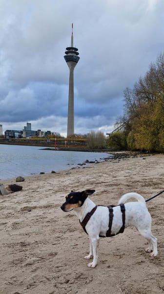In Düsseldorf wartet Jack Russel Hündin!