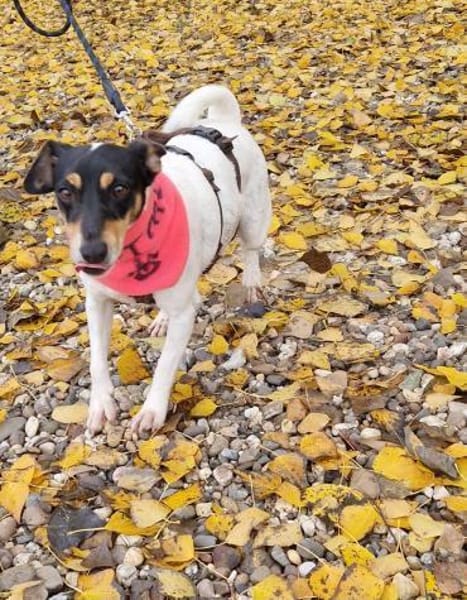 In Düsseldorf wartet Jack Russel Hündin!