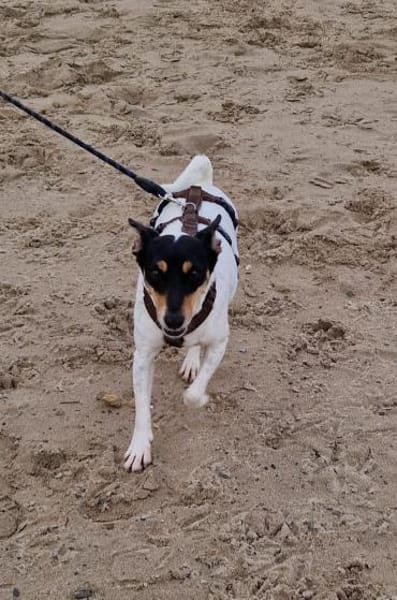 In Düsseldorf wartet Jack Russel Hündin!