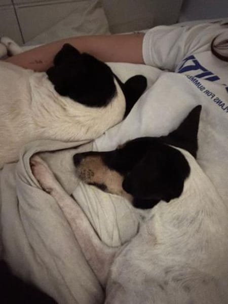 In Düsseldorf wartet Jack Russel Hündin!