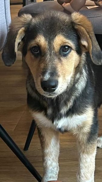 Kleine, niedliche Mia sucht ihr Glück