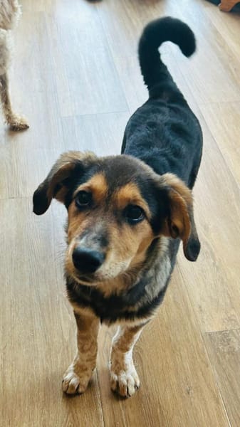 Kleine, niedliche Mia sucht ihr Glück