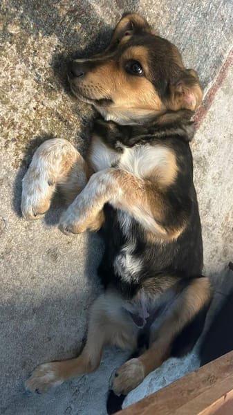 Kleine, niedliche Mia sucht ihr Glück