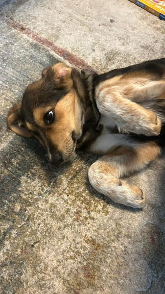 Kleine, niedliche Mia sucht ihr Glück