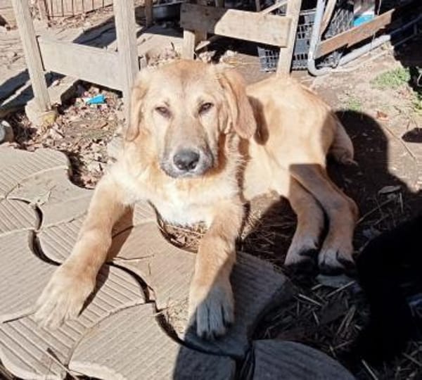 Hugo der Riese im Schafspelz