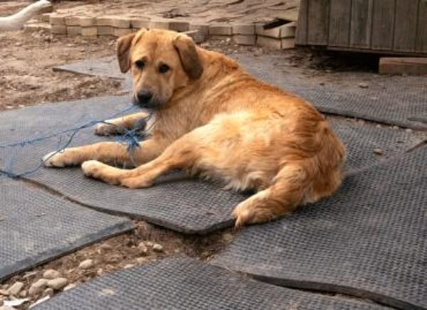 Hugo der Riese im Schafspelz