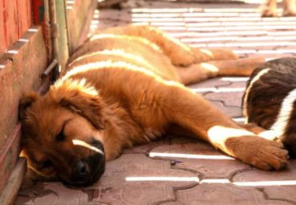 Hugo der Riese im Schafspelz