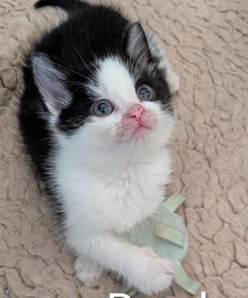 Rambo - kleine Kämpferin