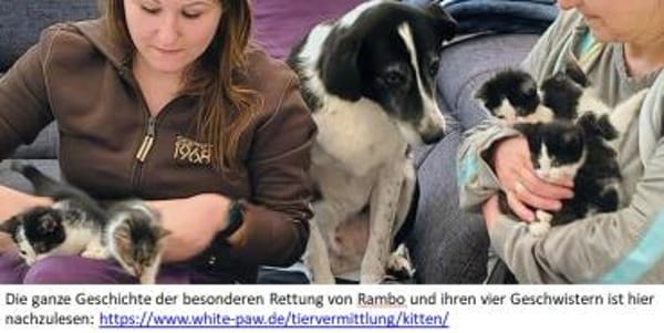 Rambo - kleine Kämpferin