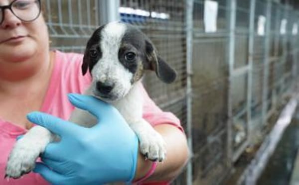 Speedy Gonzales möchte losflitzen!