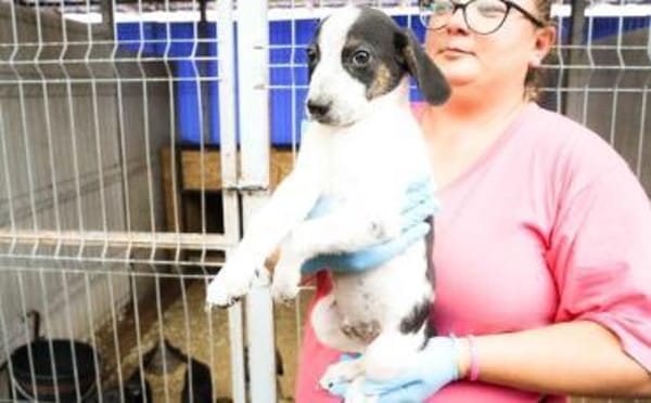 Speedy Gonzales möchte losflitzen!