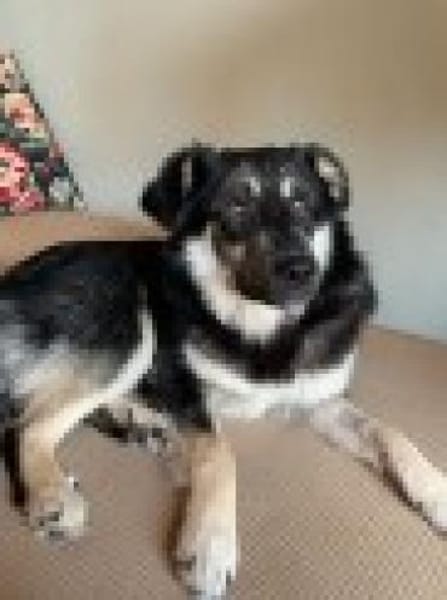 Filou sucht einen Garten