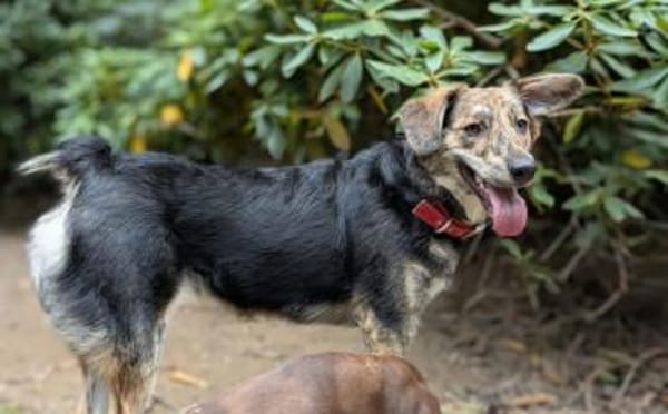 Zauberhafte Annegret sucht Zuhause