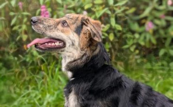 Zauberhafte Annegret sucht Zuhause