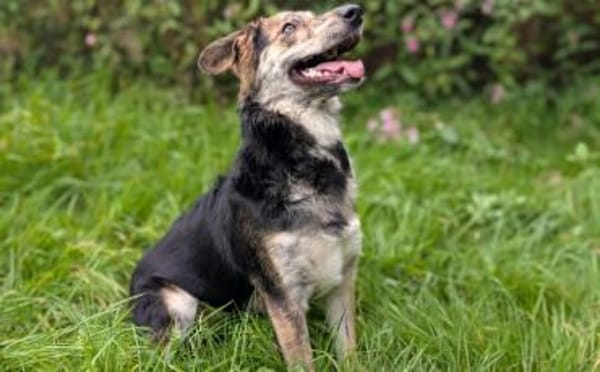 Zauberhafte Annegret sucht Zuhause