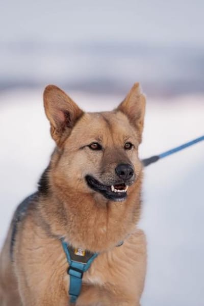 Cleo, aktiv und selbstbewusst