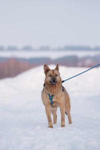 Cleo, aktiv und selbstbewusst