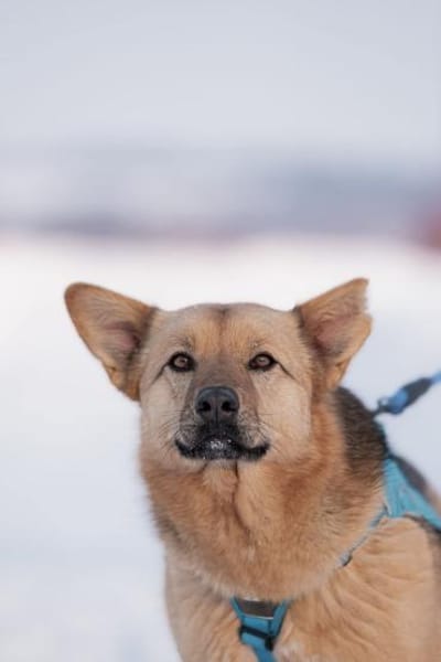 Cleo, aktiv und selbstbewusst