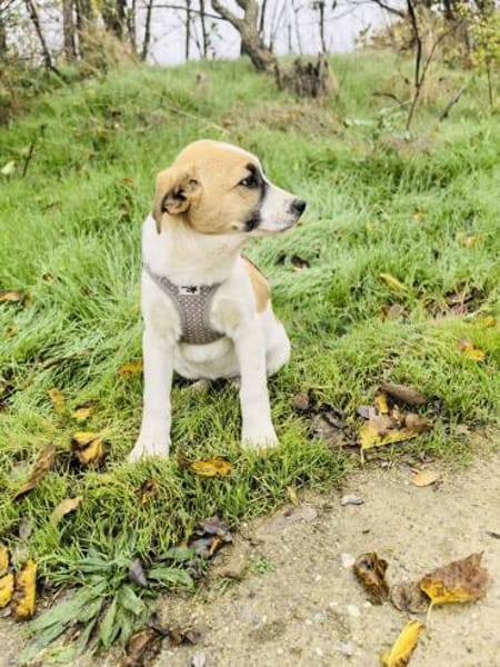 Lolly ein tolles Beagle Mix Mädchen