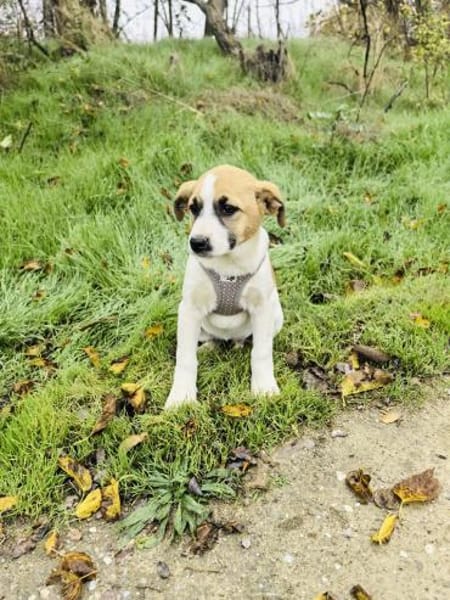 Lolly ein tolles Beagle Mix Mädchen
