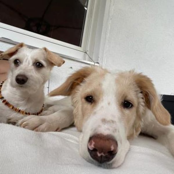 Floki ♥ sanfter und verschmuster Riese