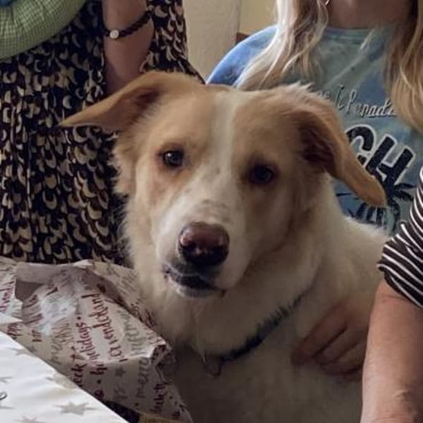 Floki ♥ sanfter und verschmuster Riese