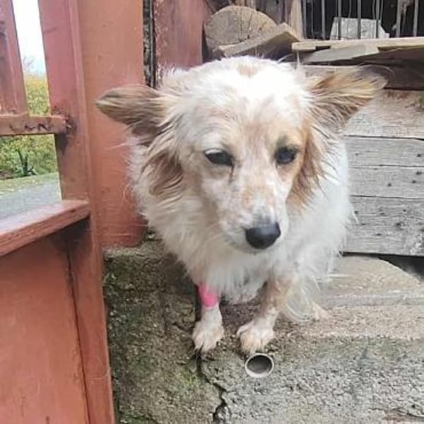 sanfte Seniorin SUSI ♥