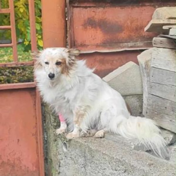 sanfte Seniorin SUSI ♥